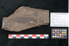 Foto (Objekt + Etikett) von Eucalyptus oceanica Unger (NHMW-GEO-2024-0188-8033)